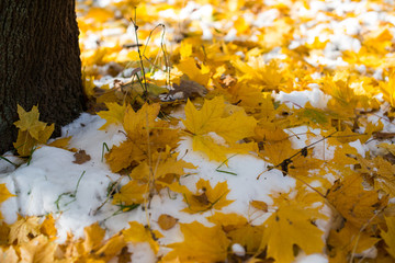 Wall Mural - autumn leaves in the snow
