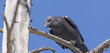 © wildnerdpix - Common Raven Looking Down from a Tree