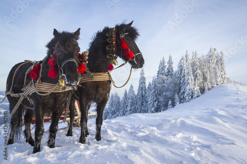 Foto-Schiebegardine ohne Schienensystem - Team of horses (von Pagina)