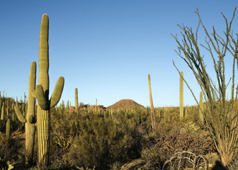 Wall Mural - Arizona Landscape