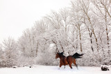 Fototapeta Konie - Galloping horse under a heavy snowfall