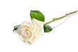 white Rose isolated on white background