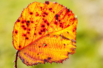 Wall Mural - feuille d' automne