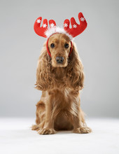  Dog Breed English Spaniel With Christmas Antlers