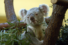 Koala (Phascolarctos Cinereus) Eating Eucalyptus Leaves..
