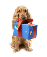  Dog Breed English Spaniel Gives A Gift