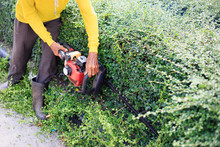 A Man Trimming Hedge At The Street