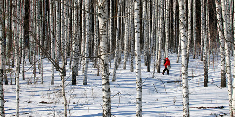 white birches