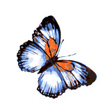 Fototapeta Motyle - butterfly252