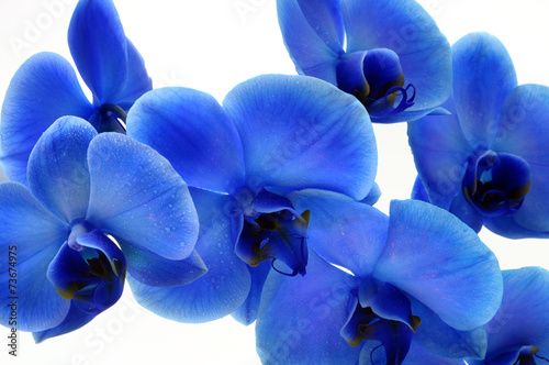 Naklejka na kafelki Blue flower orchid