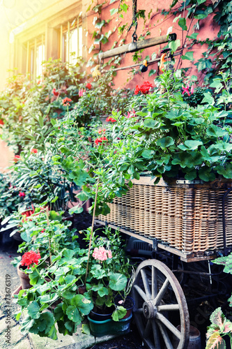 Naklejka nad blat kuchenny Vintage wain decorated with red geranium