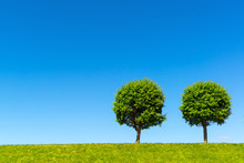 Two Lonely Trees In Green Meadow On Blue Sky Background In Summer