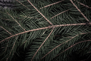 Wall Mural - Background of Christmas tree branches. tinted