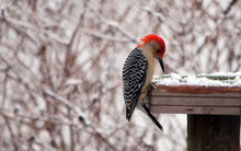 Red Bellied Woodpecker Winter