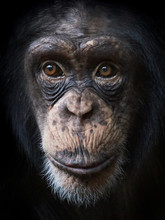 Common Chimpanzee (Pan Troglodytes)