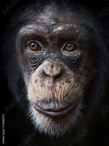 Cuadros en Lienzo Common Chimpanzee (Pan troglodytes)