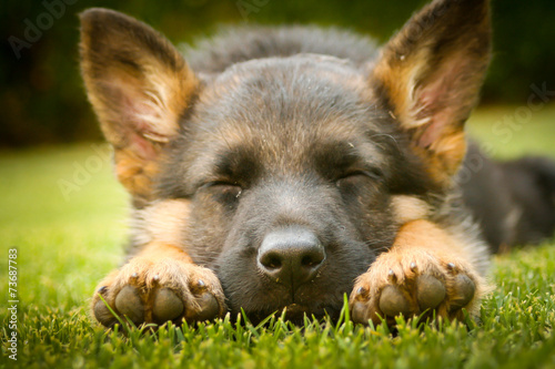 Fotografía German shepherd puppy sleeping on a warm summer day on a warm su