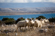 Group of sheeps on pasture