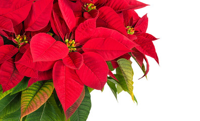 Wall Mural - Red poinsettia flower (Euphorbia pulcherrima)