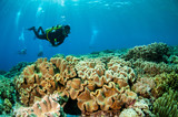 Fototapeta Do akwarium - Divers and mushroom leather corals in Banda,Indonesia underwater