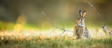 Cute Rabbit In Grass