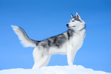 Siberian Husky On Blue Sky Background