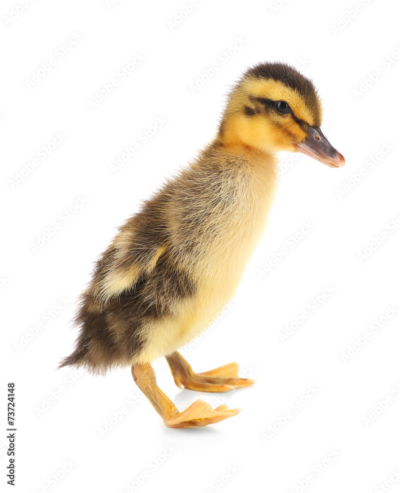Little cute duckling isolated on white