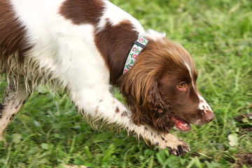 cane da tartufo ricerca tubero pregiato