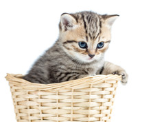 Beautiful Gray Kitten In Basket Isolated On White