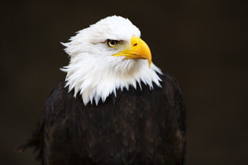 Wall Mural - Bald headed eagle.