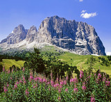 Fototapeta Natura - Bergblumen vor Sella-Gruppe, Dolomiten, Südtirol