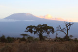 Fototapeta Sawanna - Kilimanjaro