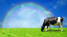 The Cow Is Grazed On A Green Field After A Rain.