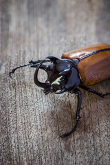 Rhino big horn beetle bug