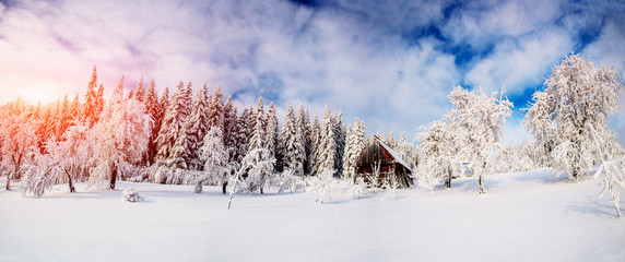 Wall Mural - trees in winter