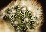 Fototapeta Dmuchawce - Cactus macro background