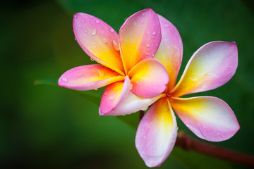 Sticker - Plumeria