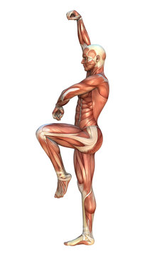 Muscle Maps