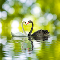 Wall Mural - black and white swans in a heart shape