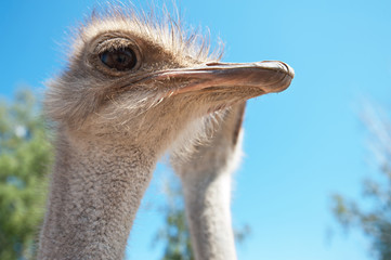 ostrich