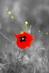 Canvas Print - Red poppy flower outdoors