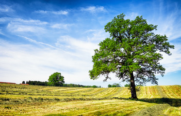 Canvas Print - field