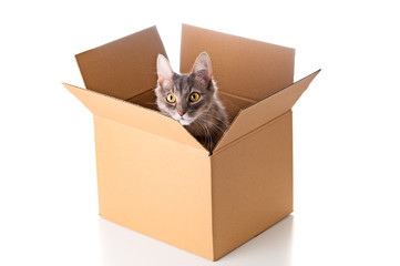 Wall Mural - Pretty cat in cardboard box on white background