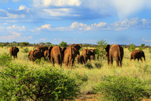 Herd Of Elephant Walking Away