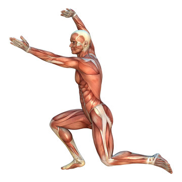 Muscle Maps