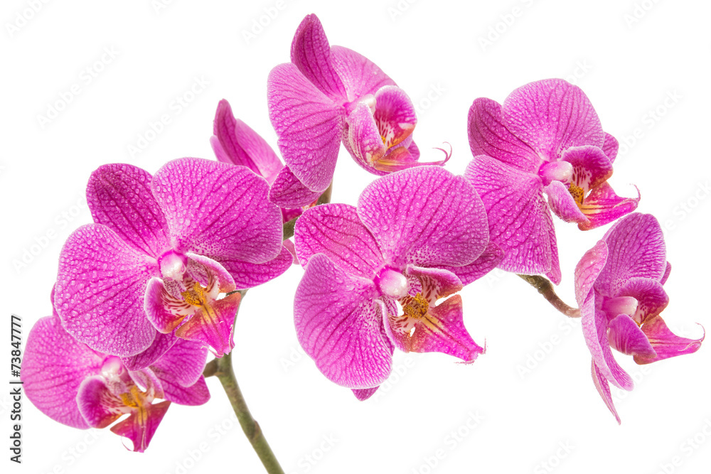 Orchid Flower - obrazy, fototapety, plakaty 