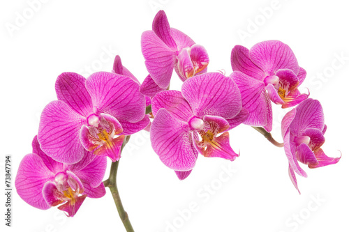 rozowa-orchidea-na-bialym-tle