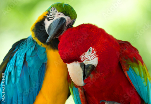 Платно  parrots