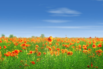 Canvas Print - Poppy flowers outdoors