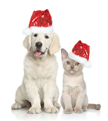 Poster - Dog and Cat in Santa red hat